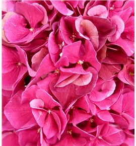 Hydr pink ruby 60 - HYDPINRUB