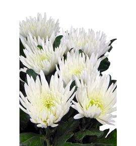 Cr anastasia blanco - CRGANA