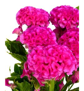 Celosia rosa - CELROS