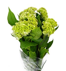 Celosia verde - CELVER