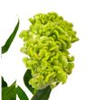 Celosia verde - CELVER2