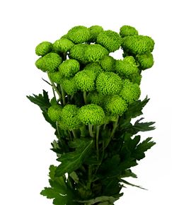 Marg hol deligreen - MHDELG