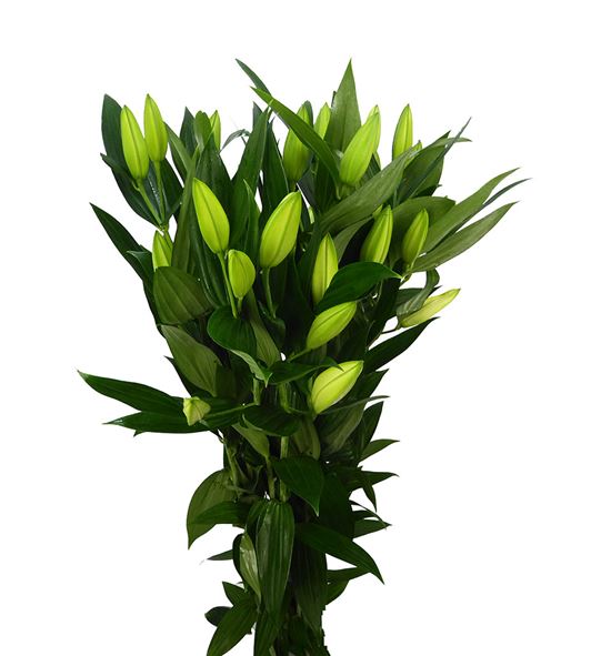 Lilium oriental hol zambessi 100 - LOHZAM