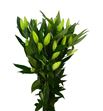 Lilium oriental hol zambessi 100 - LOHZAM