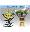 Lili oriental hol yellow strike 100 - LOHYELSTR