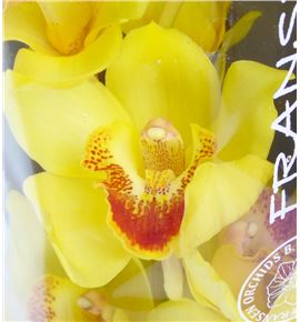 Cymbidium golden fleece x6 - CYMBGOLFLE2