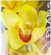 Cymbidium golden fleece x6 - CYMBGOLFLE2