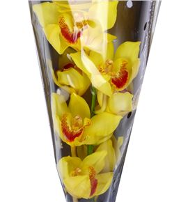 Cymbidium golden fleece x6 - CYMBGOLFLE2