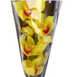 Cymbidium golden fleece x6 - CYMBGOLFLE