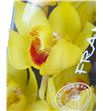 Cymbidium golden fleece x6 - CYMBGOLFLE1