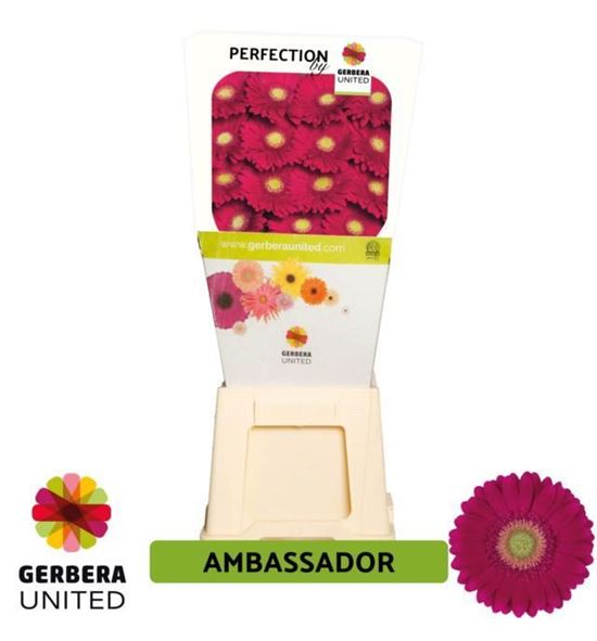 Gerbera ambassador 50 x15 - GERAMB5015