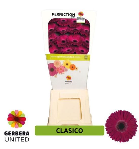 Gerbera classico 50 x15 - GERCLA5015