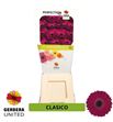 Gerbera classico 50 x15 - GERCLA5015