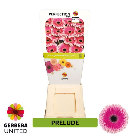 Gerbera prelude 50 x15 - GERPRE5015
