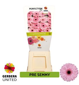 Gerbera pre-semmy 50 x15 - GERPRESEM5015