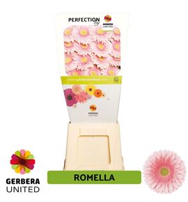 Gerbera romella 50 x15 - GERROM5015