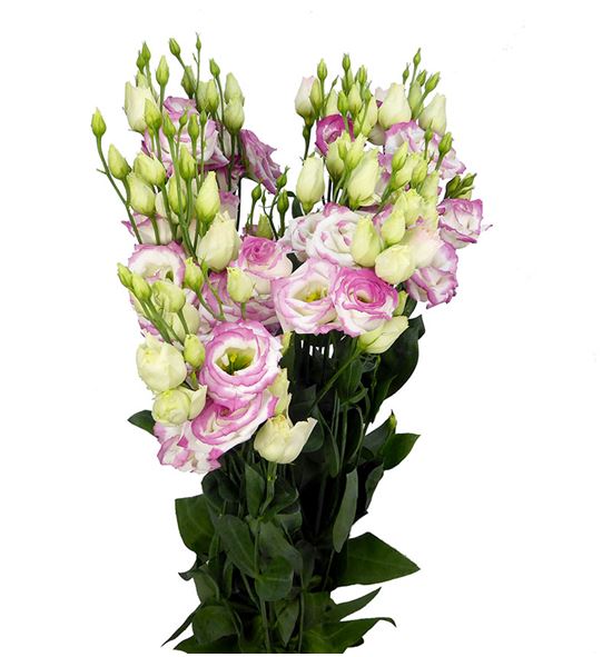 Lisianthus croma bridal kiss 75 - LISCROBRI