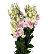 Lisianthus croma bridal kiss 75 - LISCROBRI