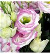 Lisianthus croma bridal kiss 75 - LISCROBRI1