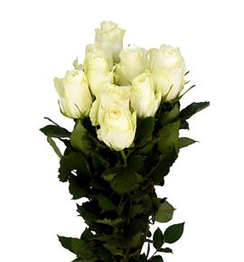 Rosa hol. albatros 50 - RGRALB