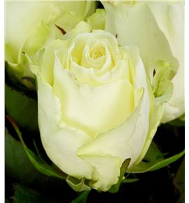 Rosa hol. albatros 50 - RGRALB