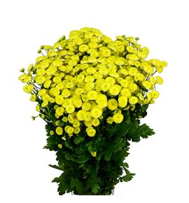 Tanacetum amazone 60 - TANAMA