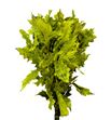 Quercus amarillo - QUEAMA