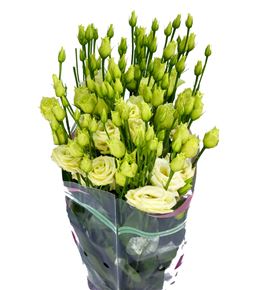 Lisianthus rosita yellow 75 - LISROSYEL