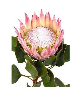 Protea cynaroides 60 - PROCYN (2)