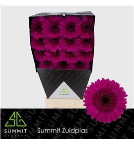 Gerbera bon dia 50 x15 - GERBONDIA5015