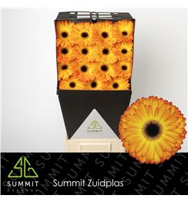 Gerbera catwalk 50 x15 - GERCAT5015