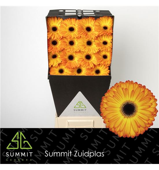 Gerbera catwalk 50 x15 - GERCAT5015
