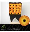 Gerbera catwalk 50 x15 - GERCAT5015