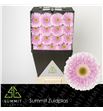 Gerbera maxime 50 x15 - GERMAX5015