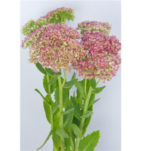 Sedum spectabile 48 - SEDSPE