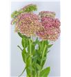 Sedum spectabile 48 - SEDSPE