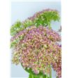 Sedum spectabile 48 - SEDSPE1