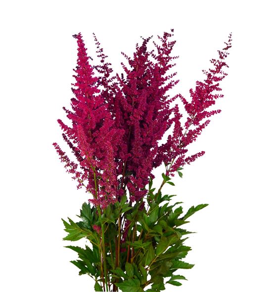 Astilbe glut 50 - ASTGLU