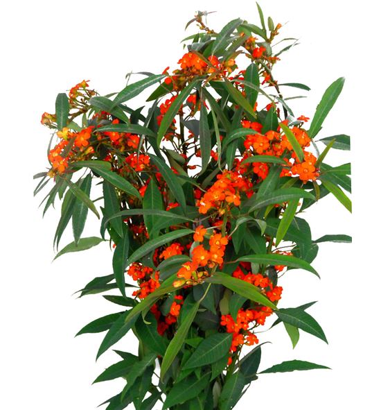 Euph orange queen 60 - EUPORAQUE