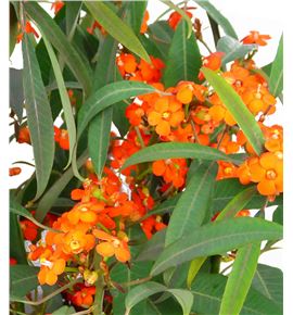 Euph orange queen 60 - EUPORAQUE