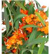 Euph orange queen 60 - EUPORAQUE1