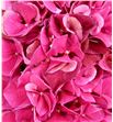 Hydr pink ruby 60 - HYDPINRUB1
