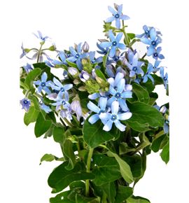 Oxypetalum pure blue 50 - OXYHEA