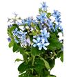 Oxypetalum pure blue 50 - OXYHEA