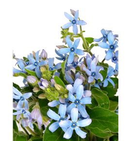 Oxypetalum pure blue 50 - OXYHEA