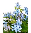 Oxypetalum pure blue 50 - OXYHEA1