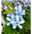 Oxypetalum pure blue 50 - OXYHEA2