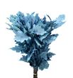 Quercus azul claro - QUEAZU