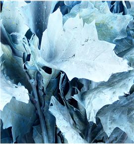 Quercus azul claro - QUEAZU