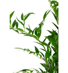 Ruscus fino it 100cm - RUSFIN